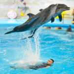 ตั๋วชม Dolphin Bay Phuket ราคาพิเศษ