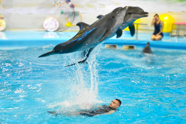 ตั๋วชม Dolphin Bay Phuket ราคาพิเศษ